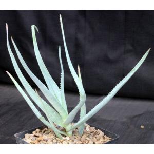 Aloe sereti (Cameroon) one-gallon pots