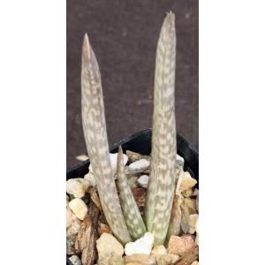 Aloe shadensis 2-inch pots