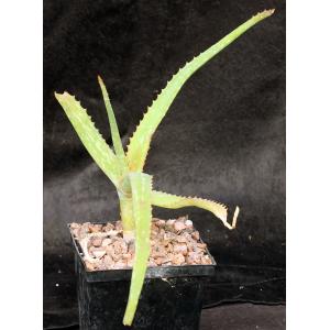Aloe sinana 5-inch pots