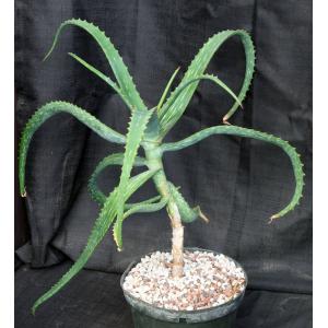 Aloe sinana 8-inch pots