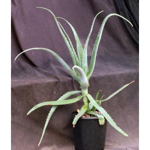 Aloe sp. (Awassa, Ethiopia) 2-gallon pots