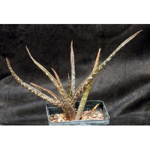 Aloe sp. (Msitu Wa Tembo, Tanzania) 5-inch pots