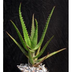 Aloe lensayuensis (WY 1185, Marsabit, Kenya) 5-inch pots