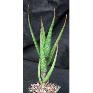 Aloe sp. (Msitu Wa Tembo, Tanzania) 5-inch pots