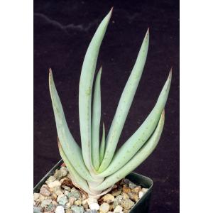 Aloe speciosa 4-inch pots