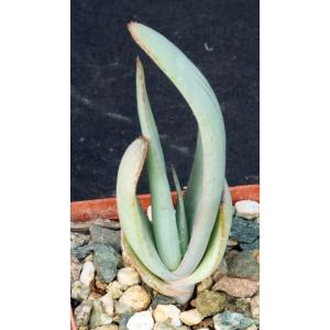 Aloe speciosa 3-inch pots