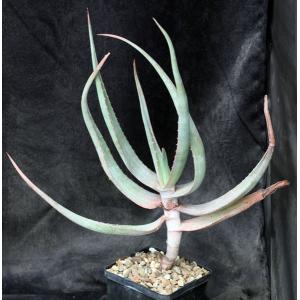 Aloe speciosa 5-inch pots