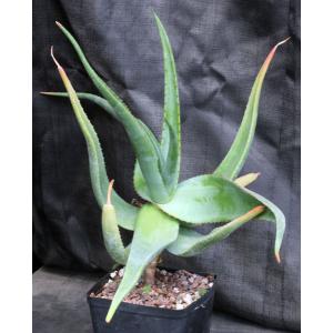 Aloe spicata one-gallon pots