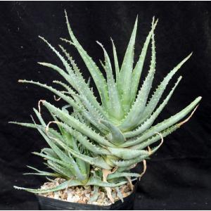 Aloe spinosissima one-gallon pots
