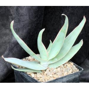 Aloe striata one-gallon pots