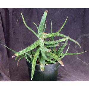 Aloe suffulta 8-inch pots