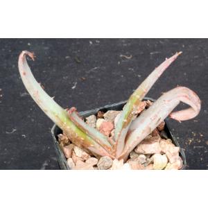 Aloe suprafoliata 2-inch pots