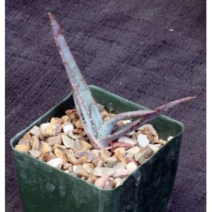 Aloe suprafoliata 4-inch pots