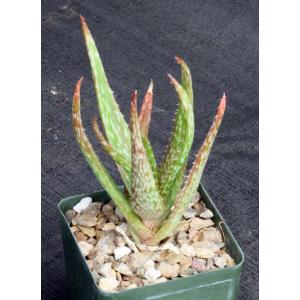 Aloe tegetiformis 4-inch pots