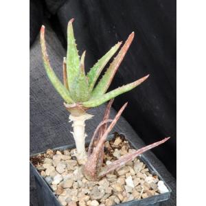 Aloe tegetiformis 5-inch pots