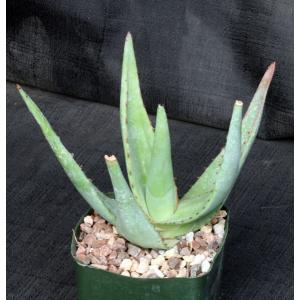 Aloe tomentosa 5-inch pots