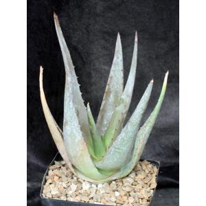 Aloe tomentosa one-gallon pots