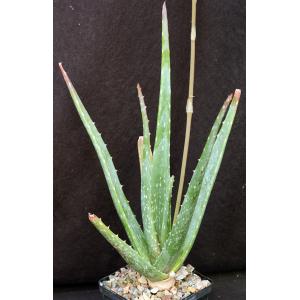 Aloe trichosantha ssp. longiflora 5-inch pots