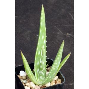 Aloe turkanensis 2-inch pots