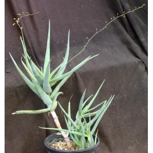 Aloe tewoldei 2-gallon pots