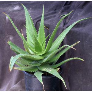 Aloe tweediae 3-gallon pots