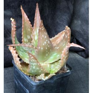 Aloe tweediae 5-inch pots