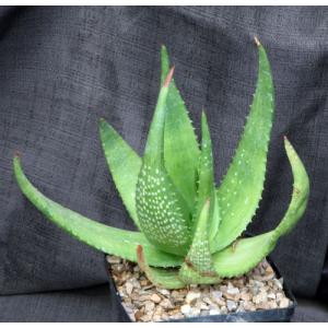Aloe ukambensis one-gallon pots