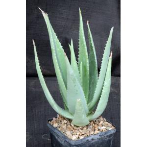 Aloe vacillans 5-inch pots