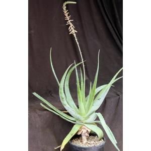 Aloe vacillans 3-gallon pots