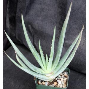 Aloe vacillans 4-inch pots