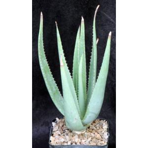 Aloe vacillans 5-inch pots