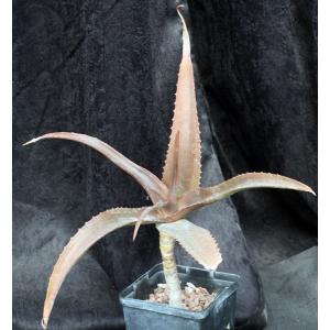 Aloe vaombe 5-inch pots