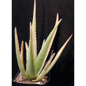 Aloe vera one-gallon pots