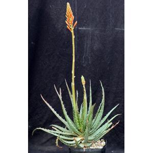 Aloe virens one-gallon pots