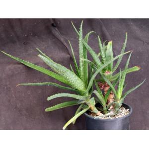 Aloe wilsonii 2-gallon pots