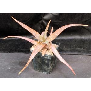 Aloe wilsonii one-gallon pots
