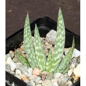 Aloe woodii 4-inch pots