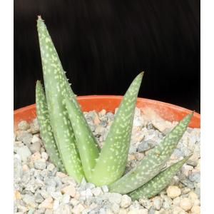 Aloe woodii 6-inch pots