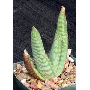 Aloe zebrina (ammophila) 3-inch pots