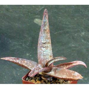 Aloe sp. (Brown-Powys 21) 4-inch pots
