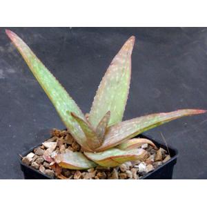 Aloe sp. (Brown-Powys 21) 5-inch pots