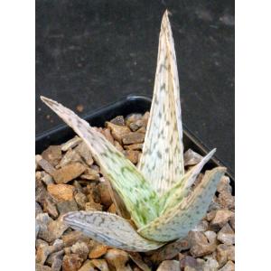 Aloe cv White Stag 5-inch pots