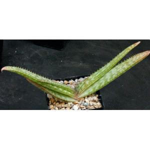 Aloe burgersfortensis 5-inch pots