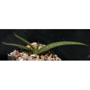 Aloe butiabana 4-inch pots