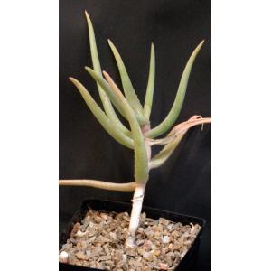 Aloe cremnophila one-gallon pots