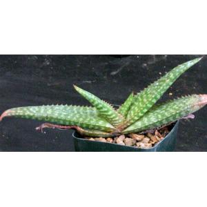 Aloe greatheadii var. davyana (Candy Stripe) 4-inch pots