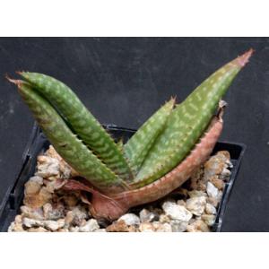 Aloe greatheadii var. davyana (Candy Stripe) 5-inch pots