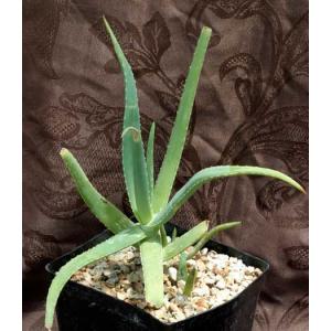 Aloe diolii one-gallon pots