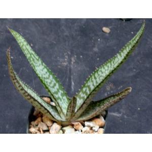 Aloe dyeri 3-inch pots