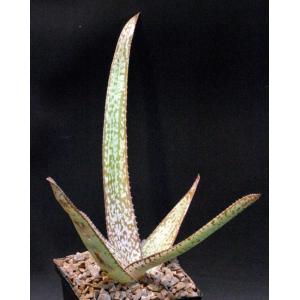 Aloe dyeri 5-inch pots